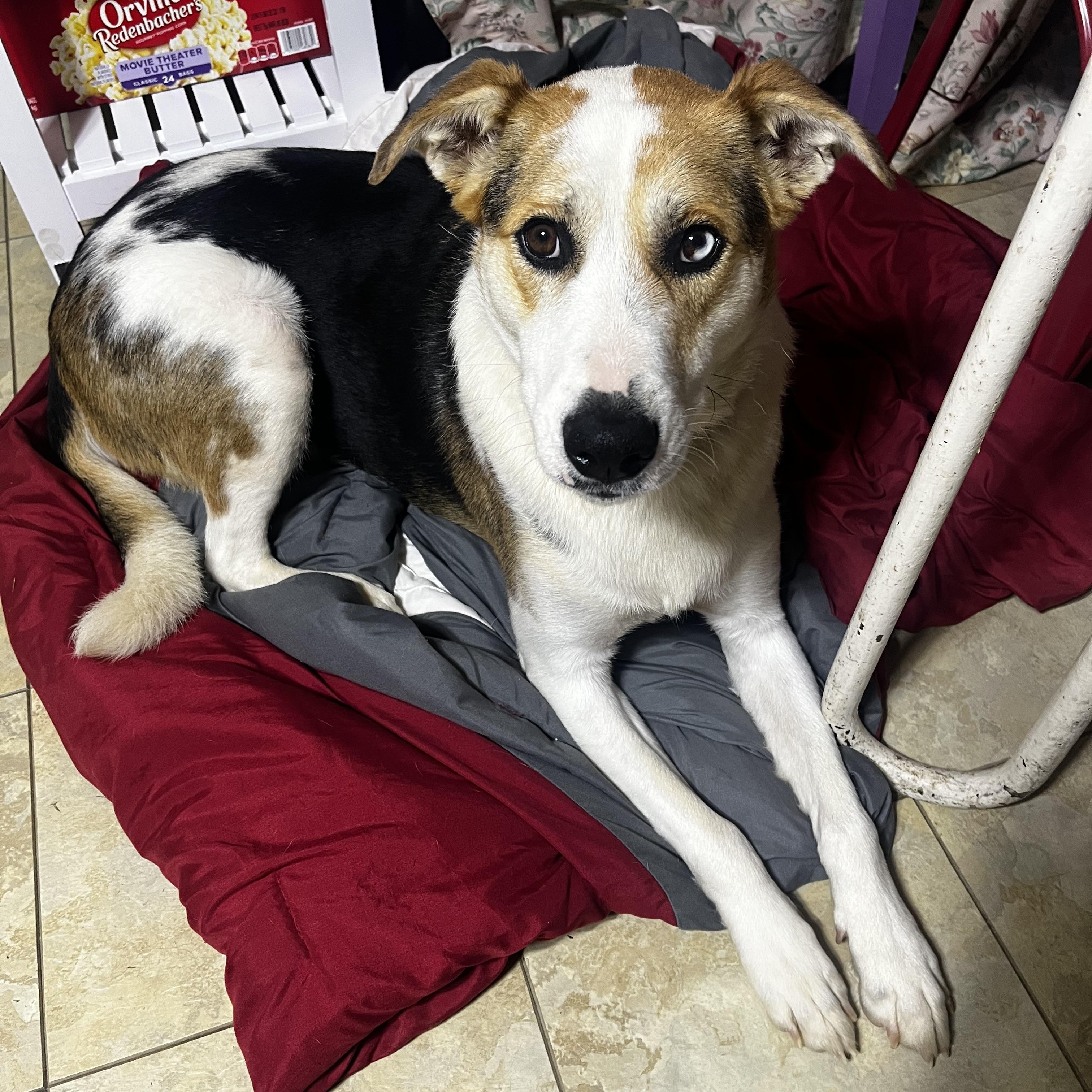 Enlarge Maggie Mae, a Adoptable mixed breed in Danville, VA image 3/5