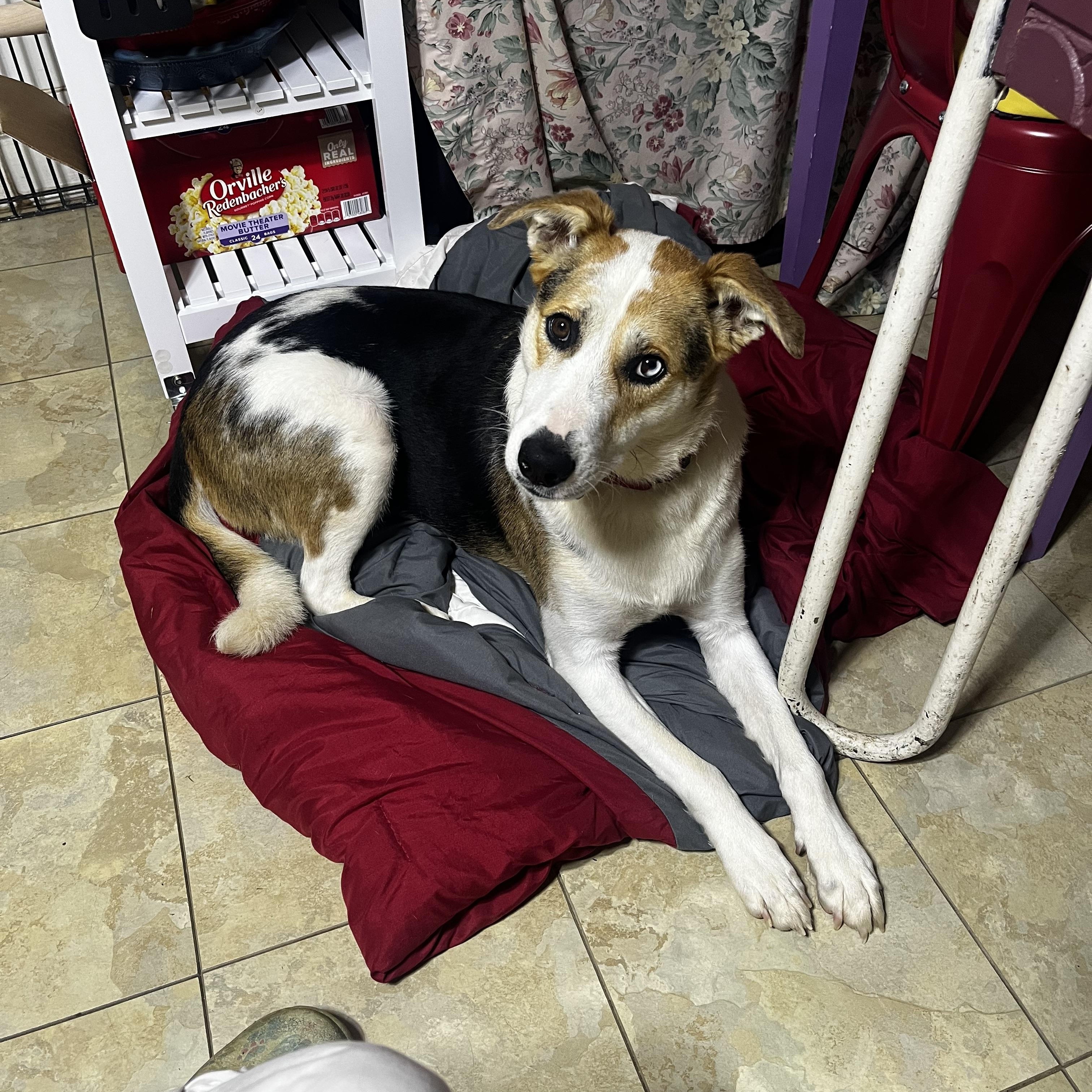 Enlarge Maggie Mae, a Adoptable mixed breed in Danville, VA image 4/5