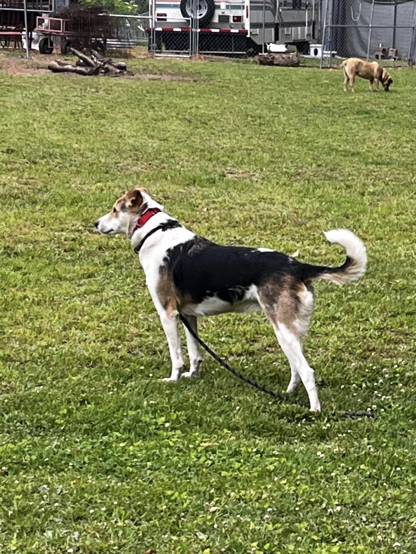 Enlarge Maggie Mae, a Adoptable mixed breed in Danville, VA image 5/5