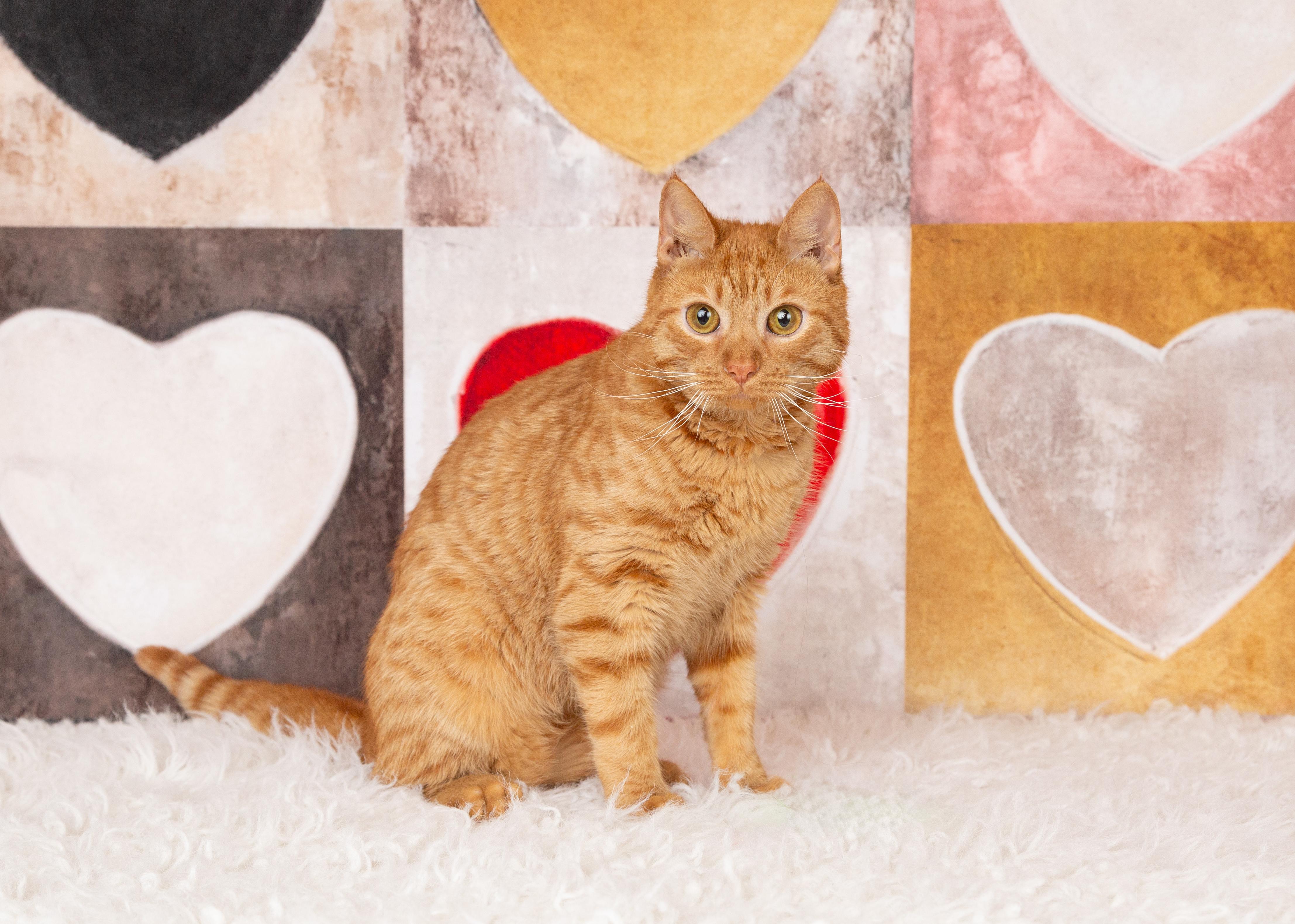 Enlarge Calvin, a Adoptable Domestic Short Hair in Denton, TX image 5/6