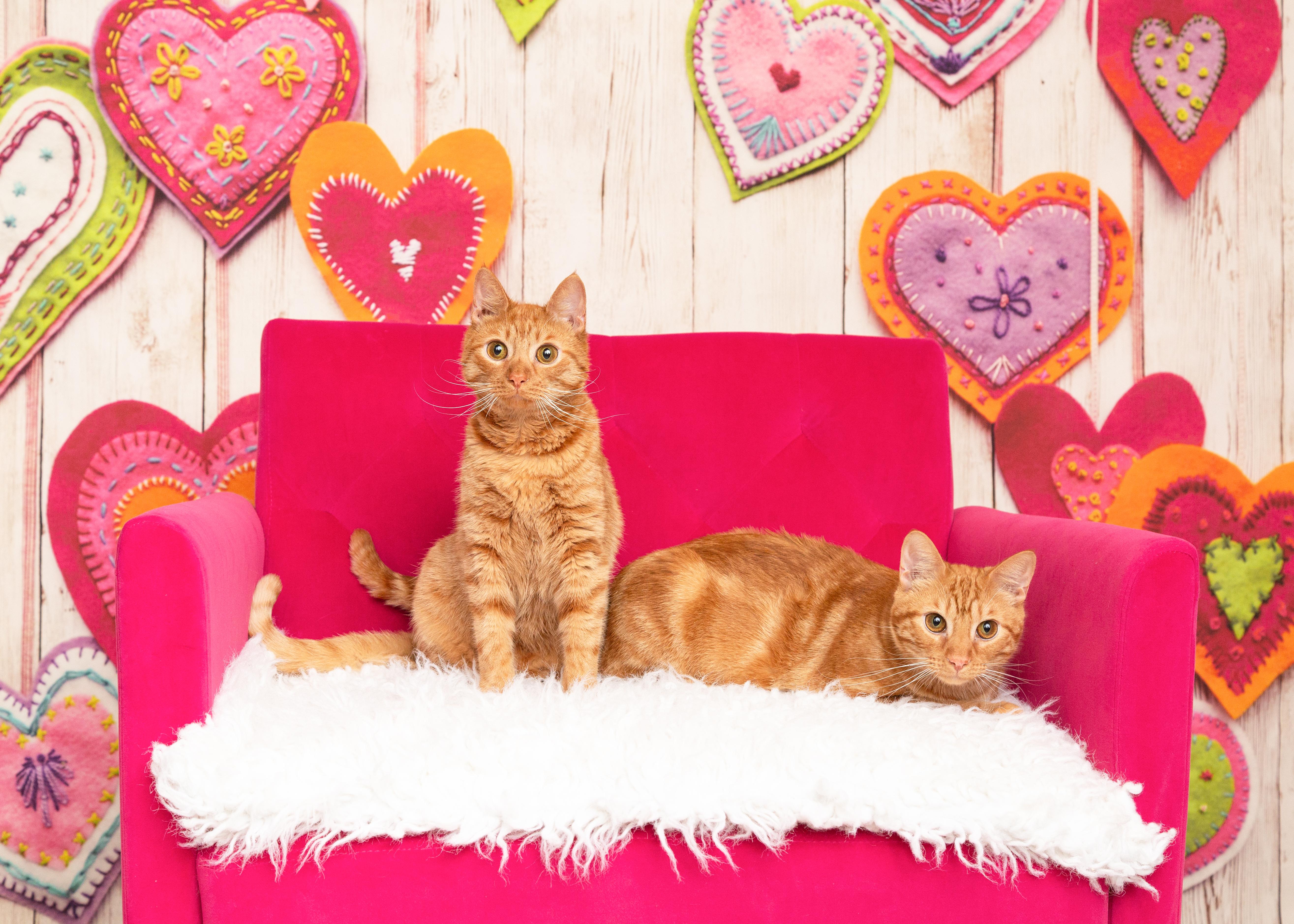 Enlarge Calvin, a Adoptable Domestic Short Hair in Denton, TX image 3/6