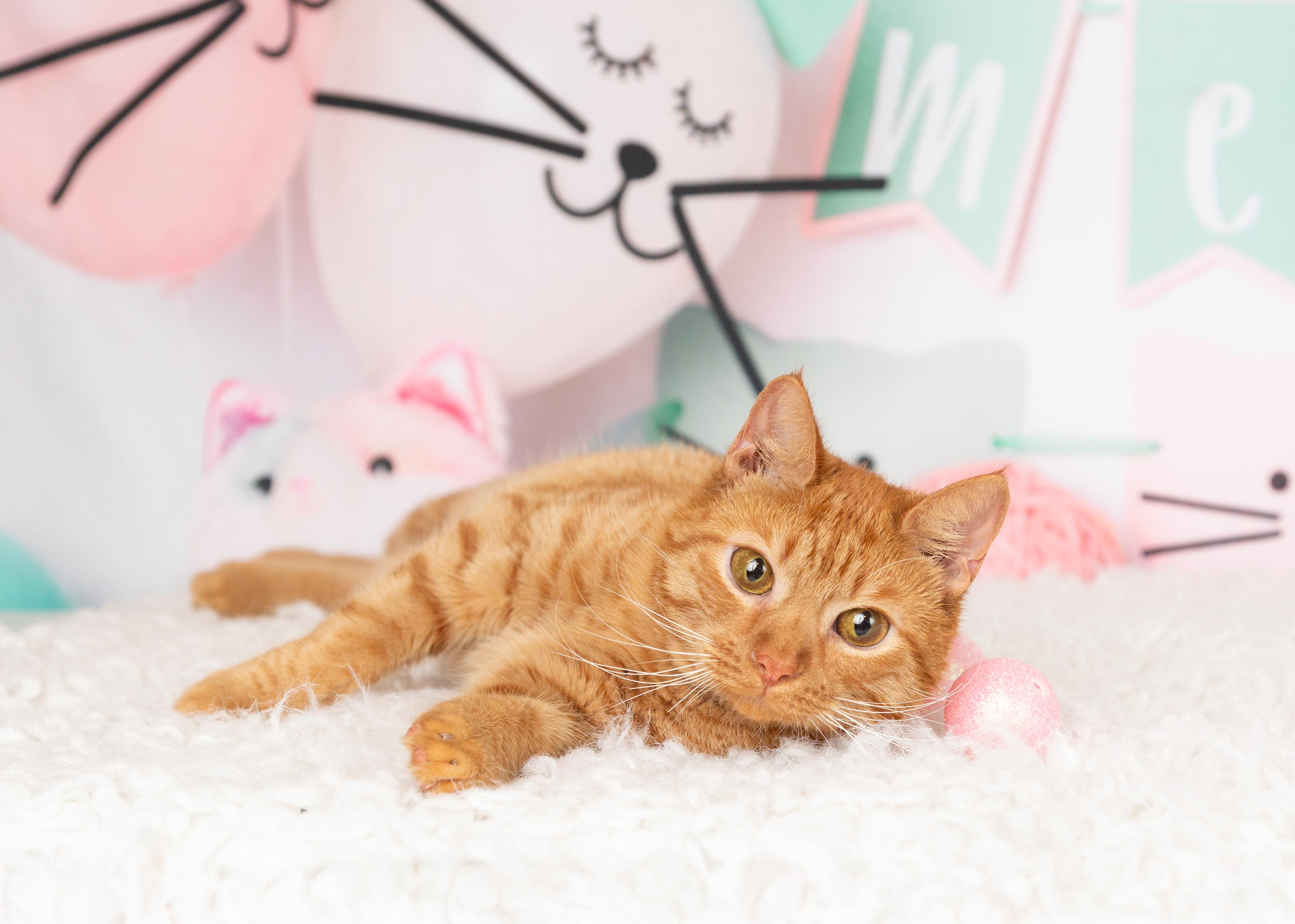 Calvin, Adoptable, Young Male Domestic Short Hair.