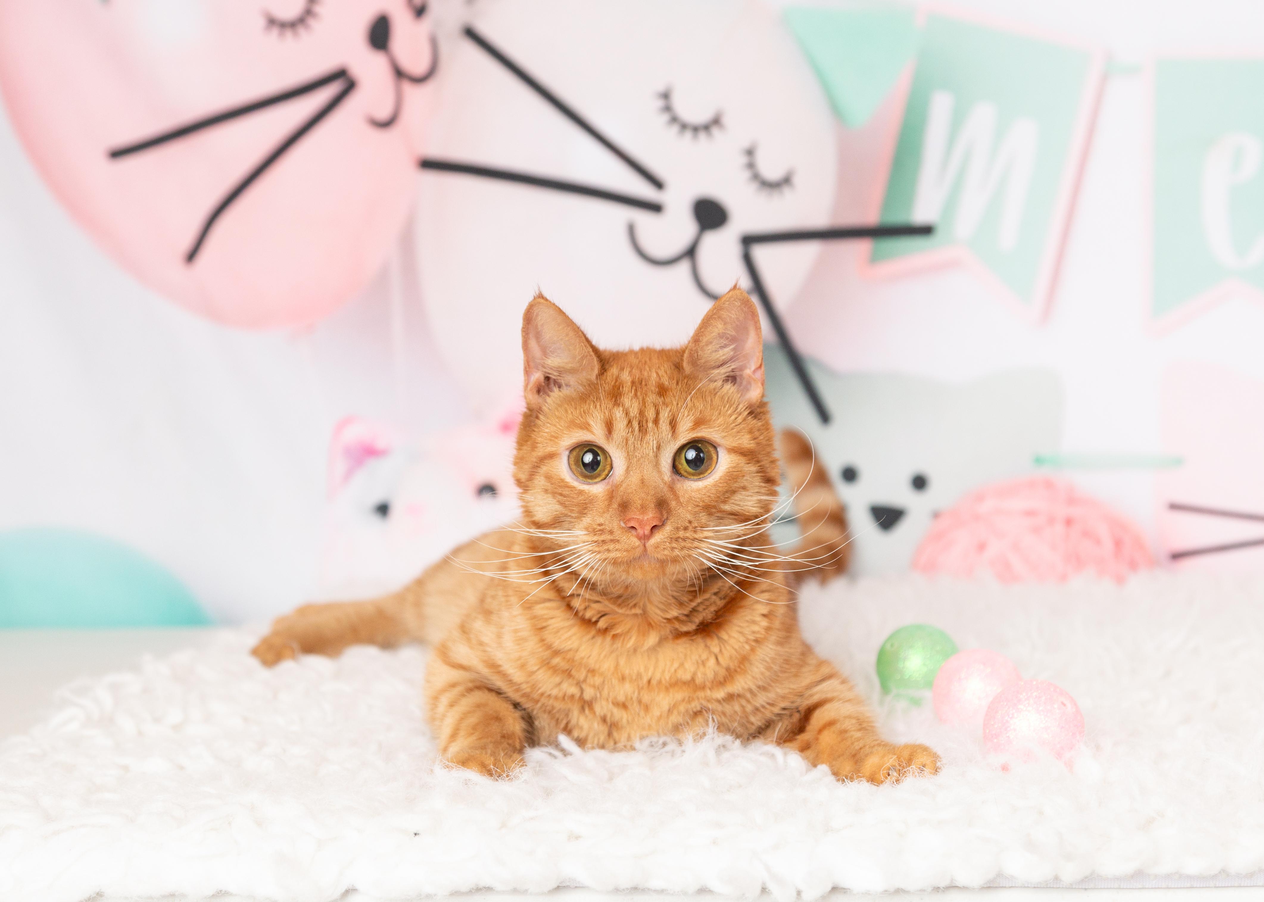 Enlarge Calvin, a Adoptable Domestic Short Hair in Denton, TX image 2/6