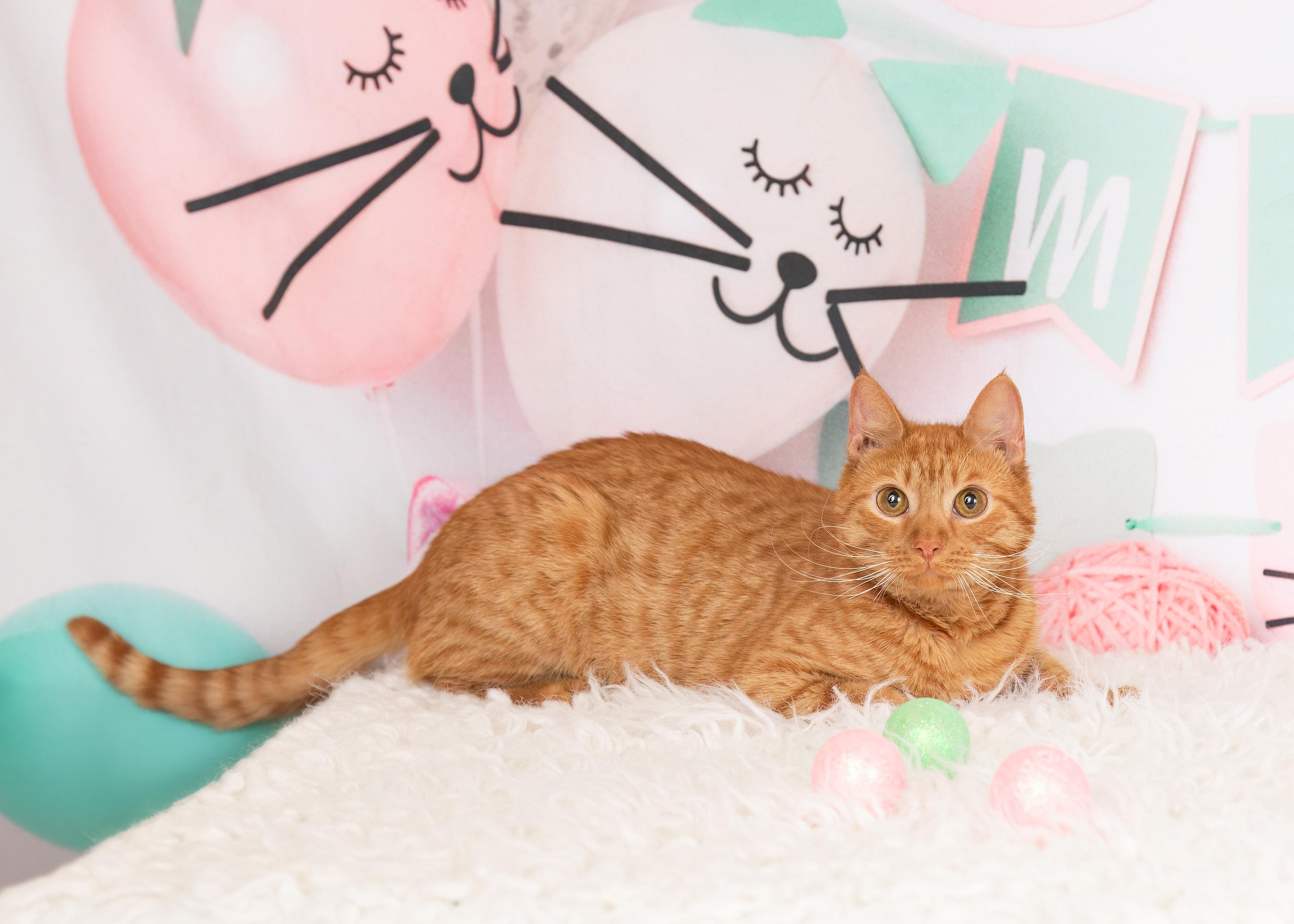 Enlarge Calvin, a Adoptable Domestic Short Hair in Denton, TX image 4/6