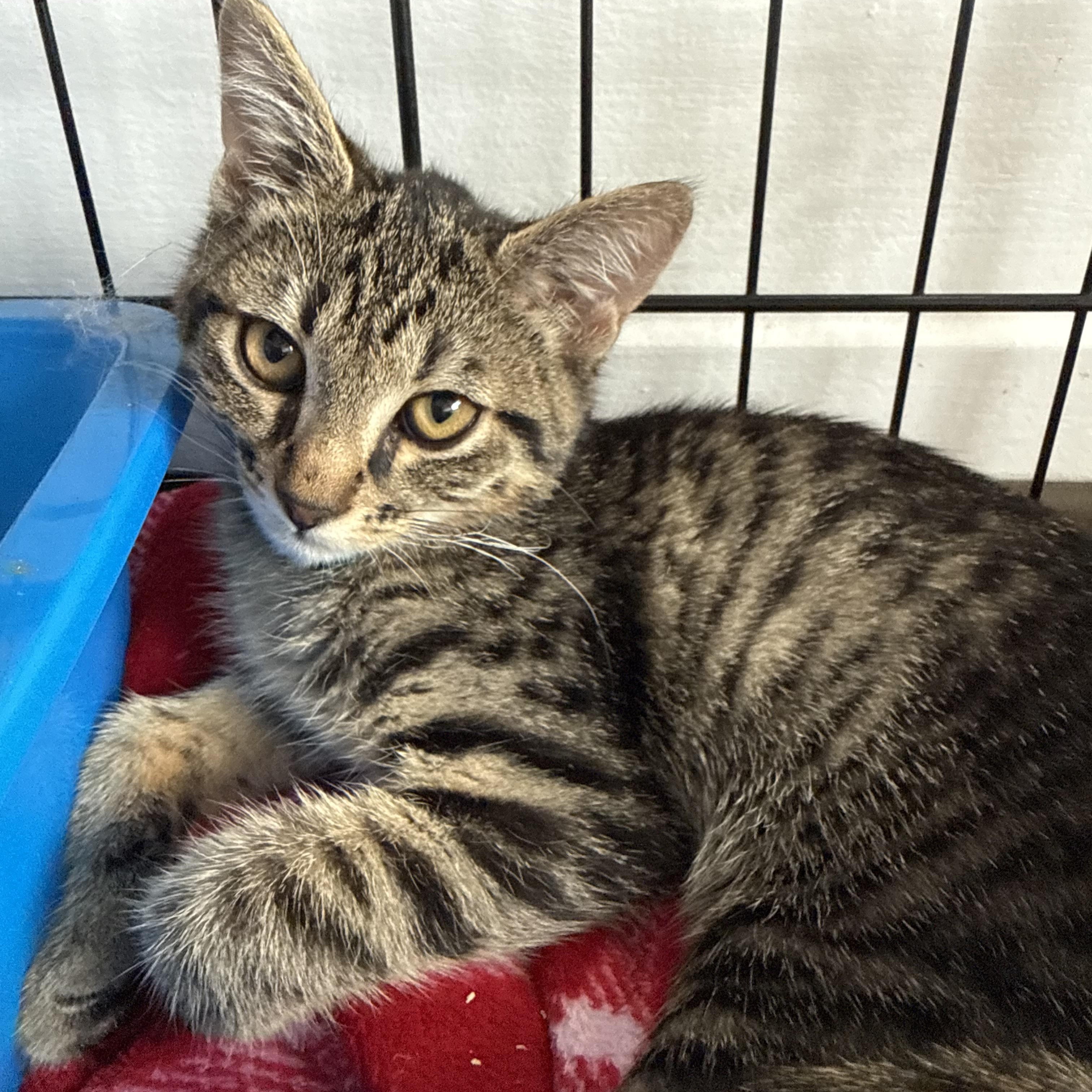 Framboise, a ADOPTABLE Domestic Short Hair in Vancouver, BC image 2/3