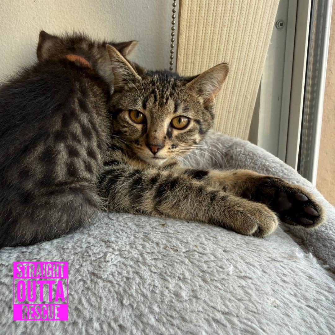 Framboise, ADOPTABLE, Kitten Female Domestic Short Hair.
