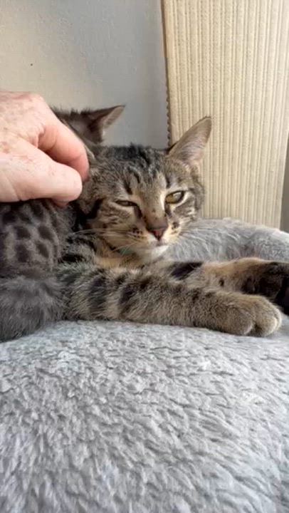 Enlarge Framboise, a ADOPTABLE Domestic Short Hair in Vancouver, BC video 3/3