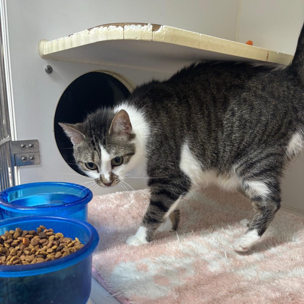Enlarge Battle Beast (BB), a Adoptable Domestic Short Hair in Hinesville, GA image 1/2