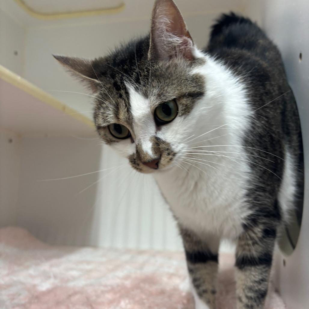 Enlarge Battle Beast (BB), a Adoptable Domestic Short Hair in Hinesville, GA image 2/2