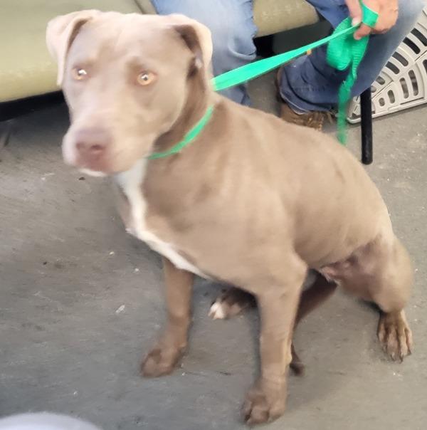Enlarge Petsuites- Juneau, a Adoptable mixed breed in Lawrenceville, GA image 1/1