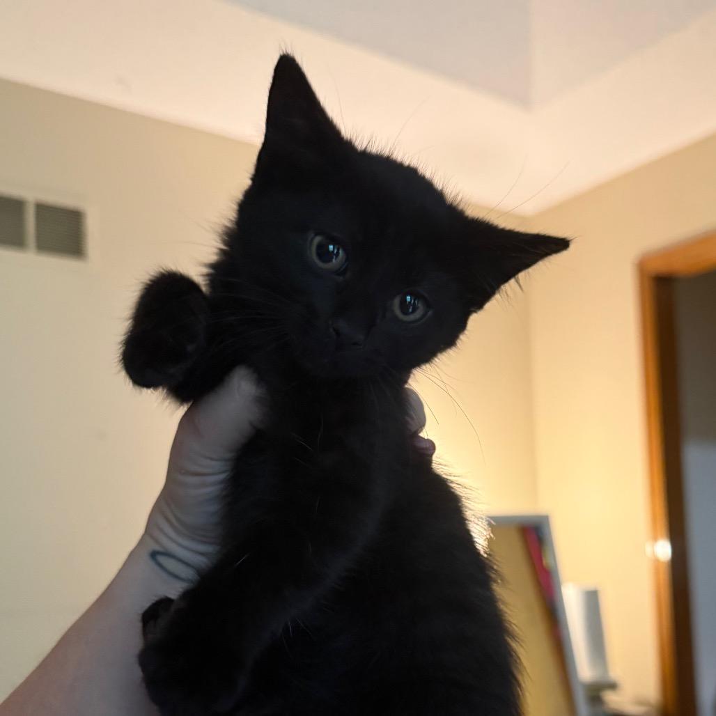 Ninja, Adoptable, Kitten Female Domestic Short Hair.