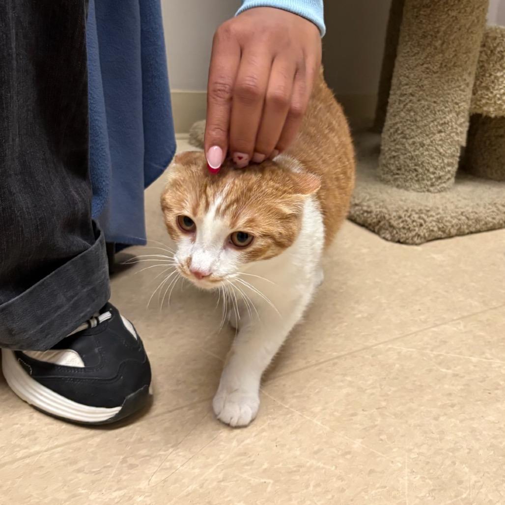 RuPaul, Adoptable, Young Male Domestic Short Hair.