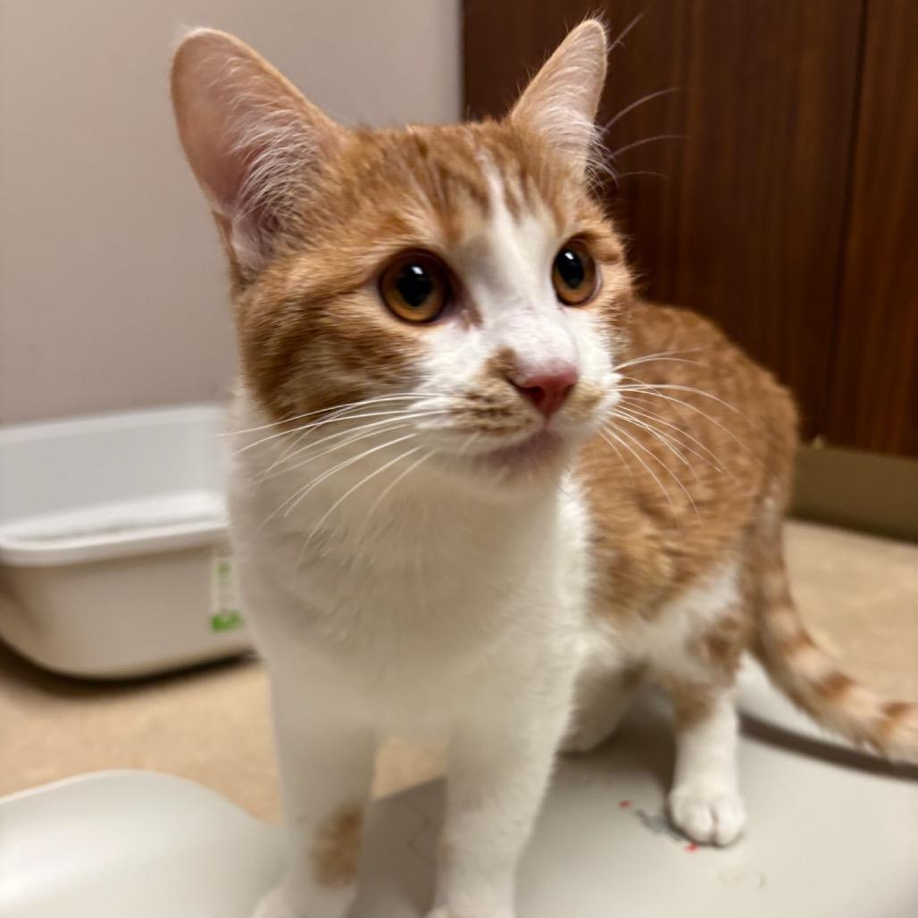 Enlarge RuPaul, a Adoptable mixed breed in Fort Collins, CO image 3/5