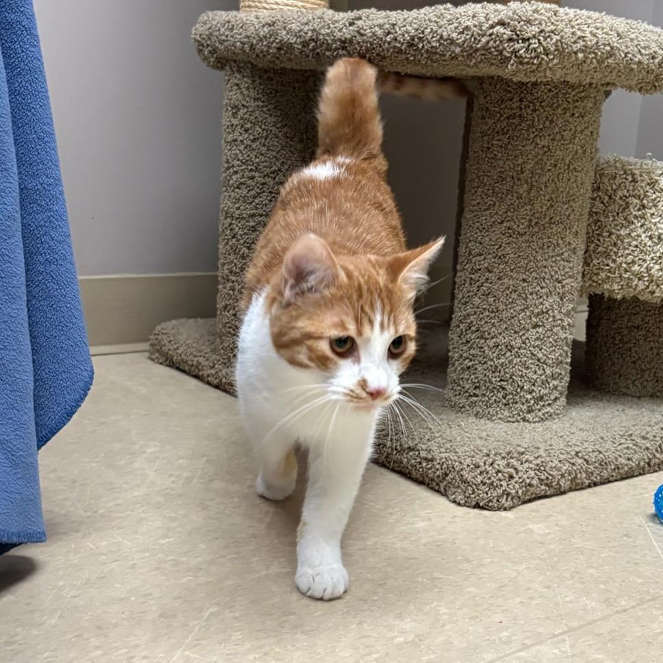 Enlarge RuPaul, a Adoptable mixed breed in Fort Collins, CO image 4/5