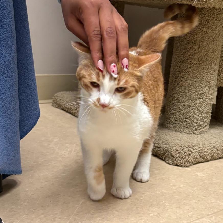 Enlarge RuPaul, a Adoptable mixed breed in Fort Collins, CO image 5/5