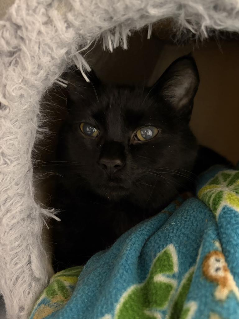 Enlarge Graham, a Adoptable mixed breed in Saint Paul, MN image 1/2