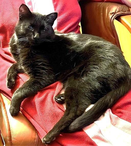 Graham, Adoptable, Adult Male Domestic Short Hair.