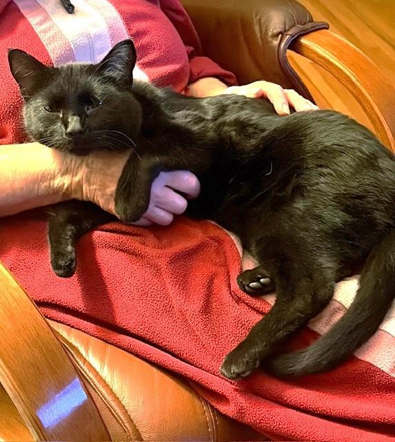 Graham, Adoptable, Adult Male Domestic Short Hair.