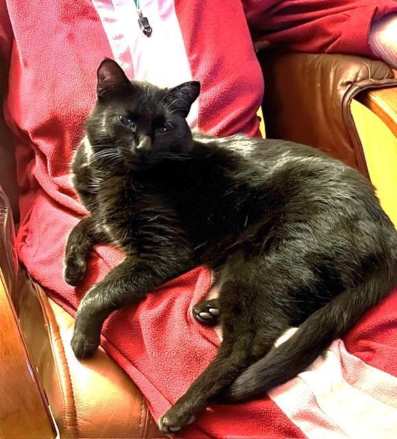 Enlarge Graham, a Adoptable mixed breed in Saint Paul, MN image 3/6