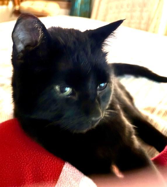 Enlarge Graham, a Adoptable mixed breed in Saint Paul, MN image 4/6