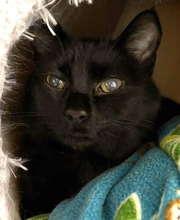 Graham, a Adoptable mixed breed in Saint Paul, MN image 5/6
