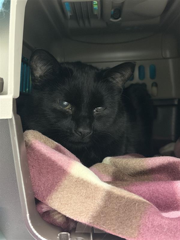 Enlarge Graham, a Adoptable mixed breed in Saint Paul, MN image 2/2