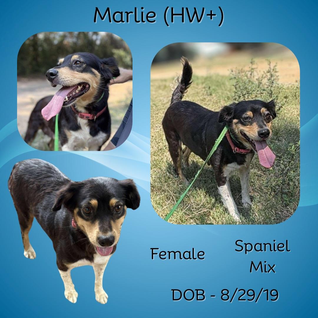 Marlie, Adoptable, Adult Female Spaniel.