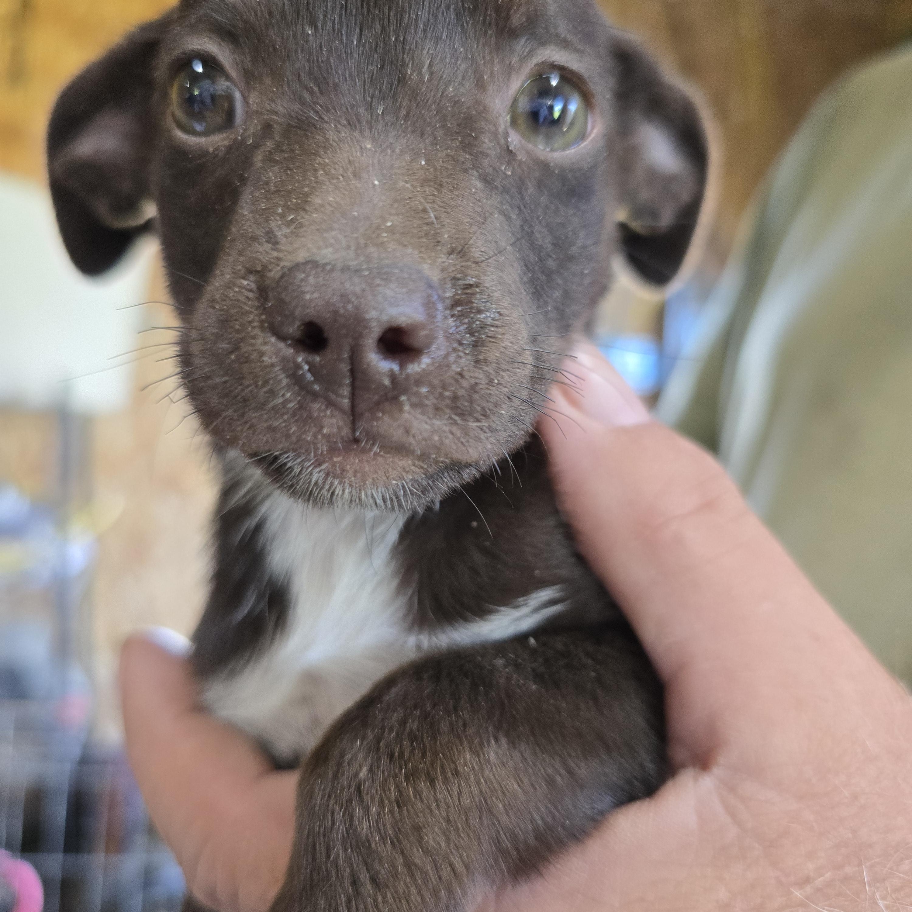 Cocoa, Adoptable, Puppy Female Pug & Australian Cattle Dog / Blue Heeler.