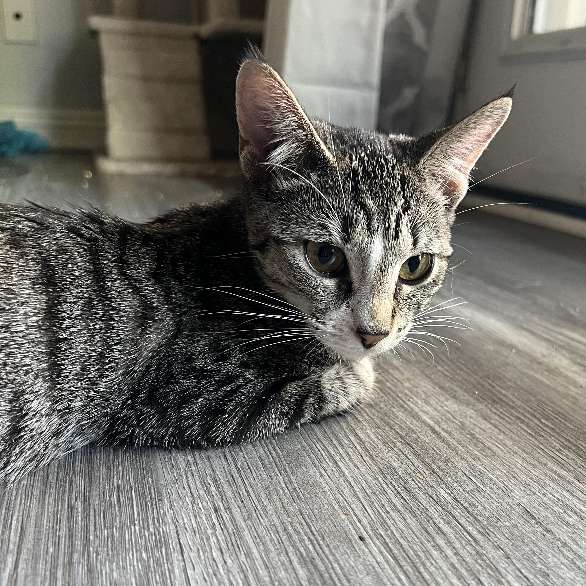 Maple, a Adopted mixed breed in Canoga Park, CA image 2/2