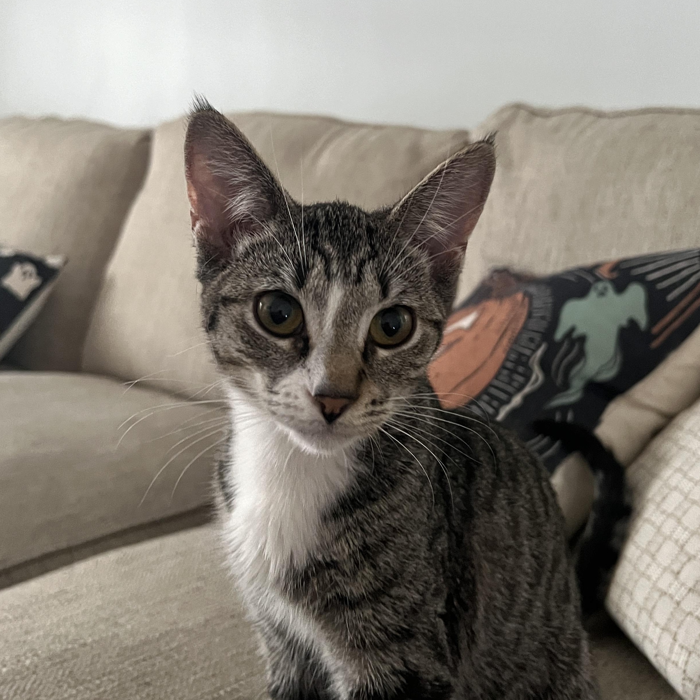 Maple, Adopted, Kitten Female Bengal & Domestic Short Hair.