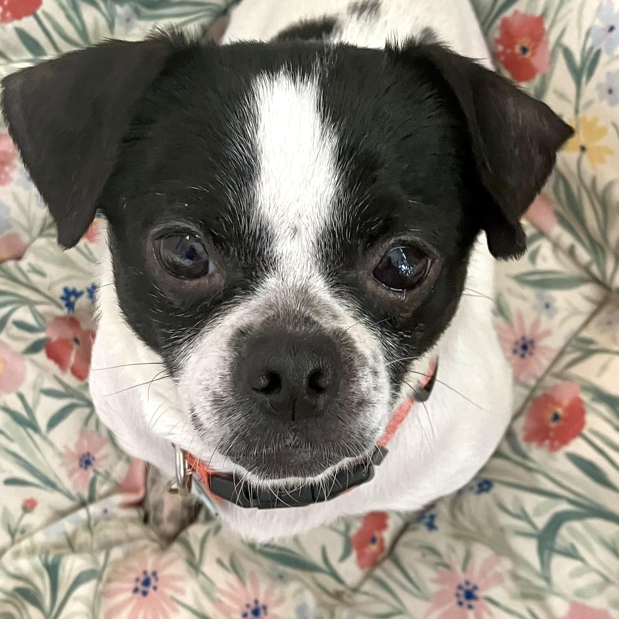 Enlarge Winnie, a ADOPTABLE mixed breed in Santa Monica, CA image 2/4