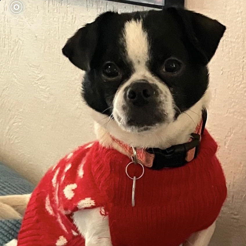 Enlarge Winnie, a ADOPTABLE mixed breed in Santa Monica, CA image 3/4