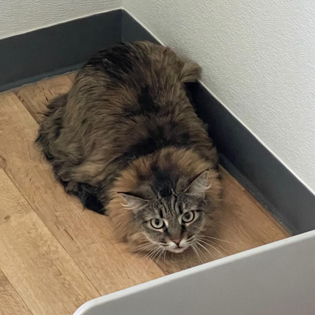 Perriwinkle, Adoptable, Senior Female Domestic Long Hair.