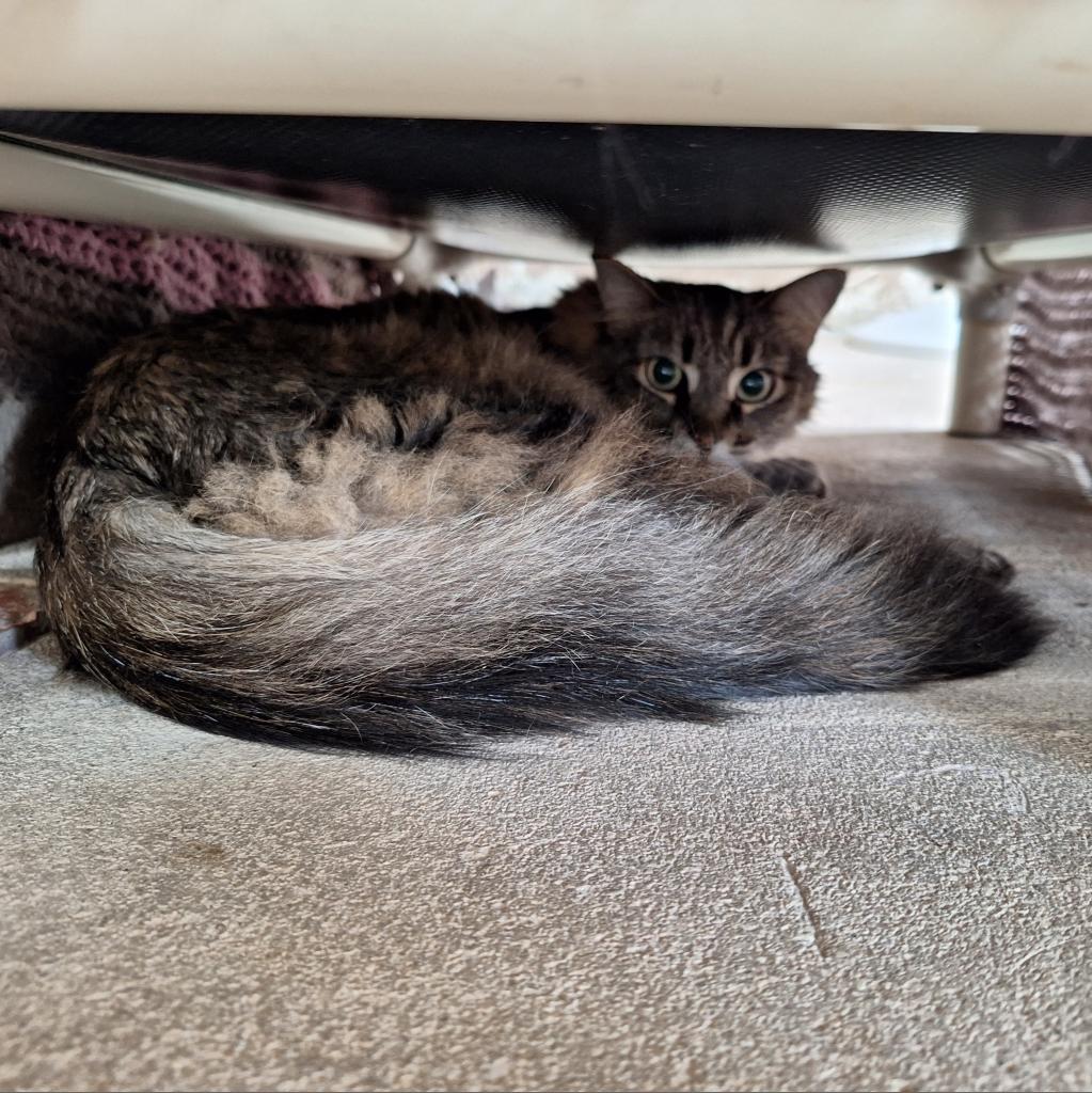 Perriwinkle, a Adoptable Domestic Long Hair in Tucson, AZ image 2/2