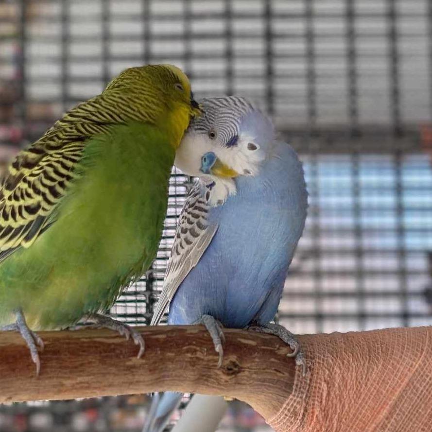 Enlarge Sky, a Adoptable Parakeet (Other) in Kanab, UT image 1/3