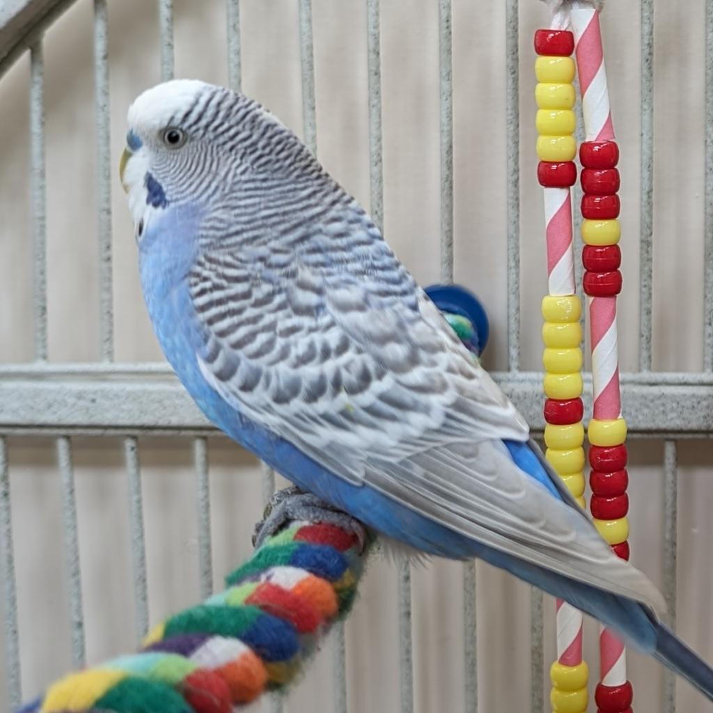 Enlarge Sky, a Adoptable Parakeet (Other) in Kanab, UT image 2/3