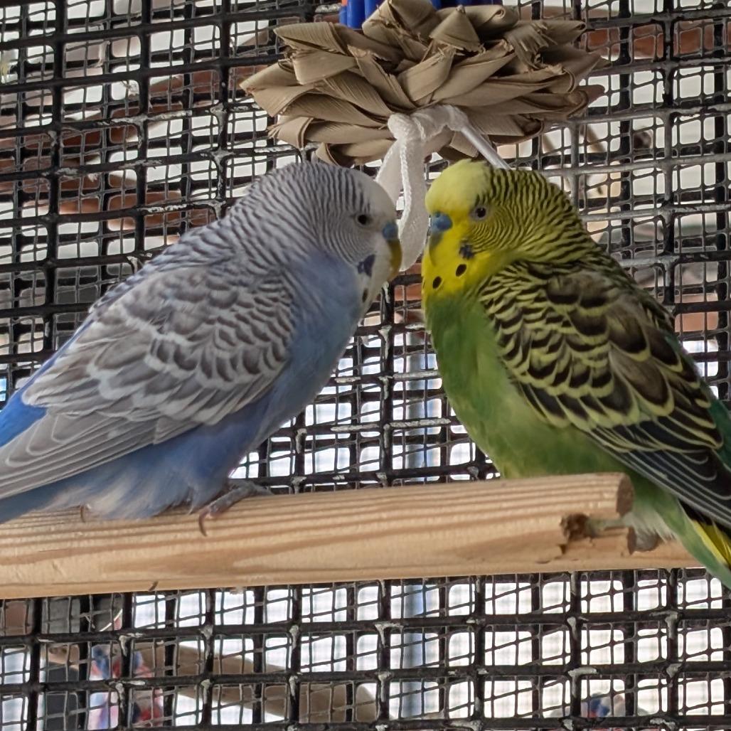 Enlarge Sky, a Adoptable Parakeet (Other) in Kanab, UT image 3/3