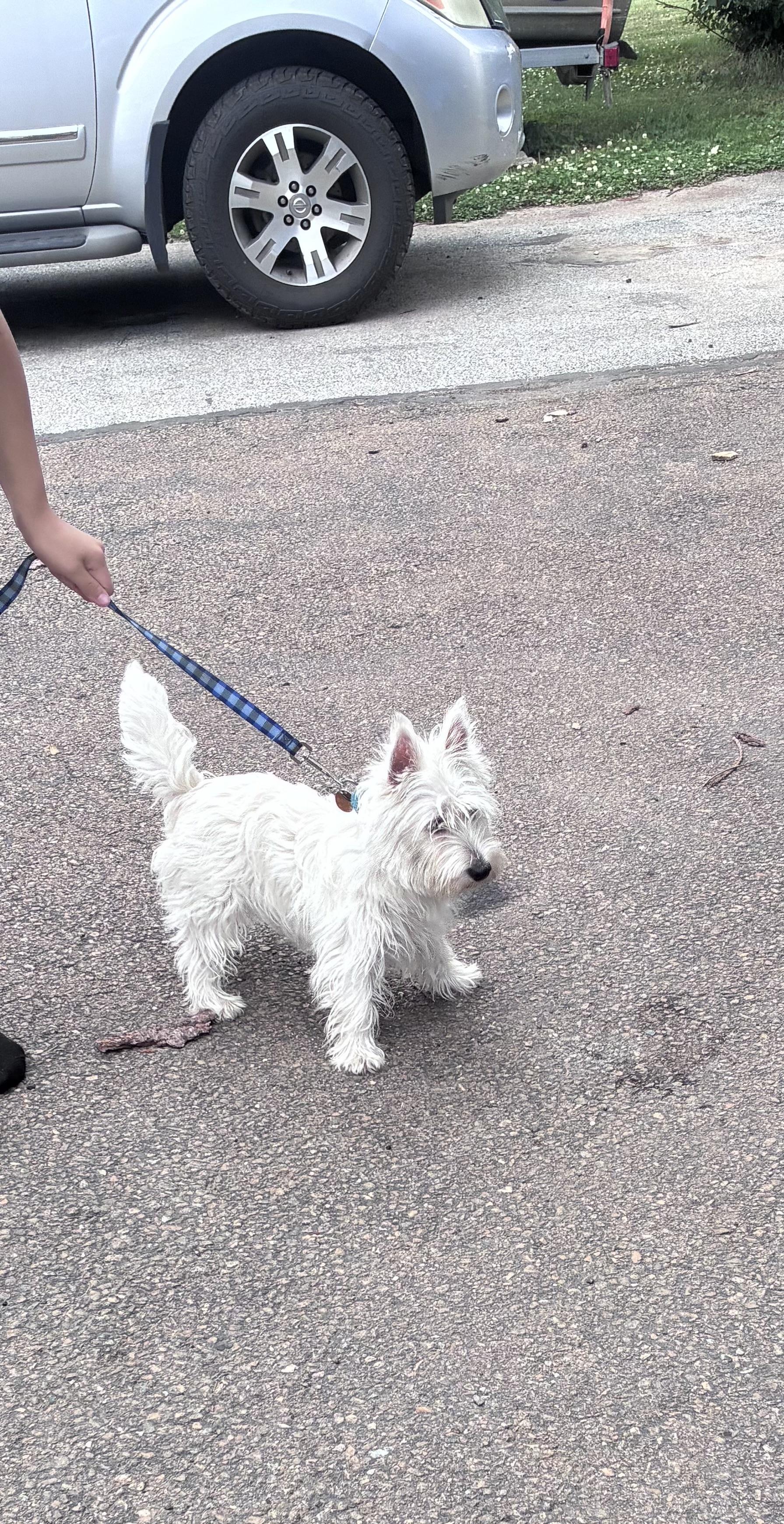 Enlarge Dollie, an adopted West Highland White Terrier / Westie in Lincoln University, PA image 2/2