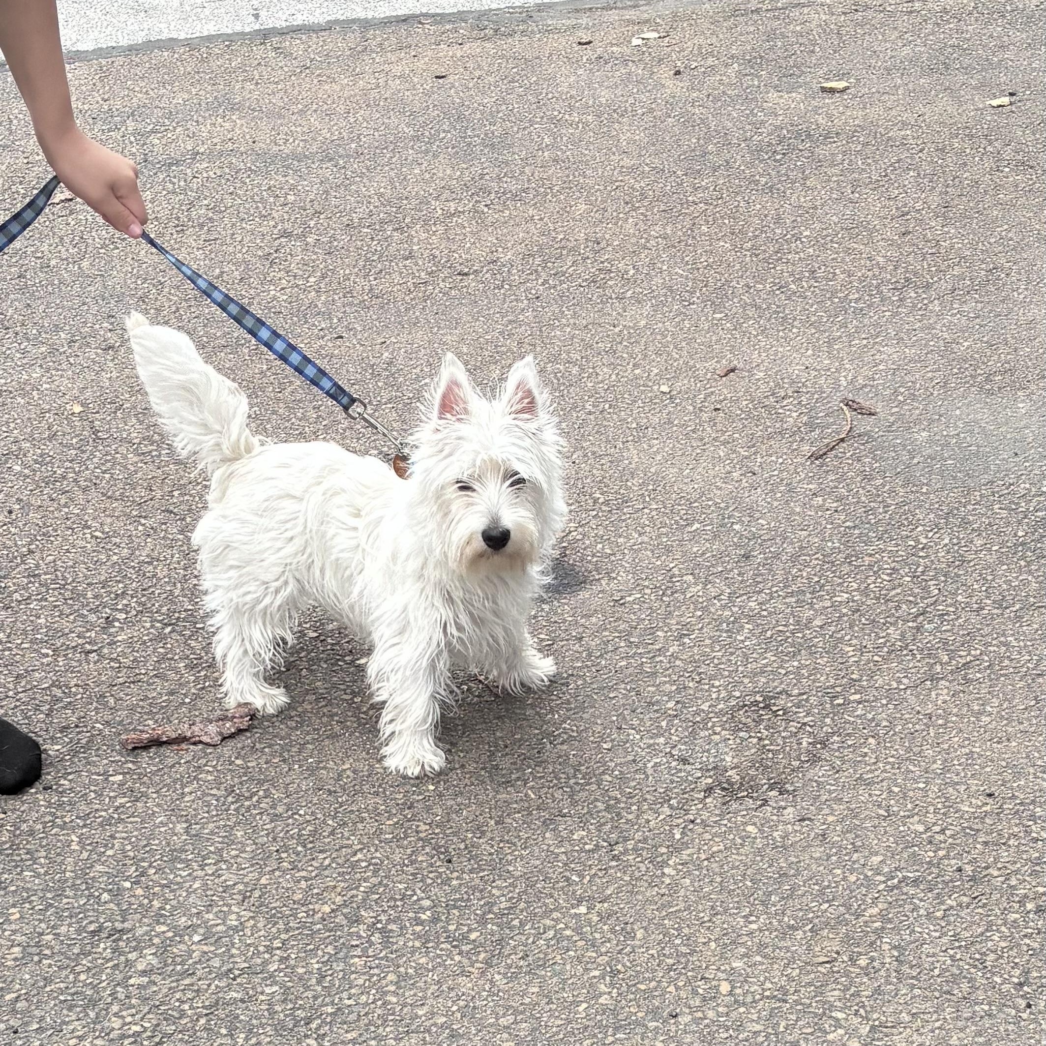 Dollie, adopted, Puppy Female West Highland White Terrier / Westie.