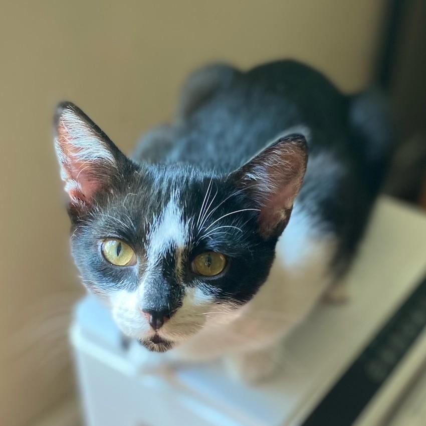 Enlarge Georgie, a ADOPTABLE Domestic Short Hair in Johnson City, TN image 2/2