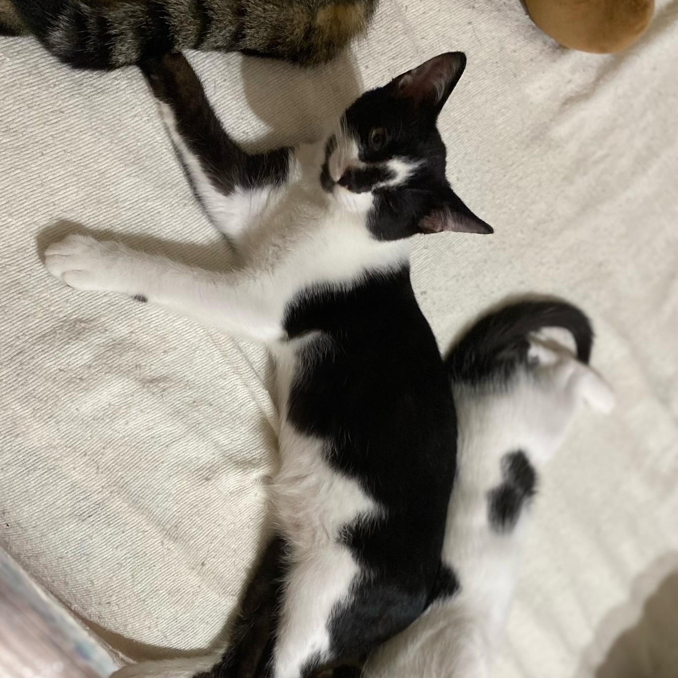 Georgie, ADOPTABLE, Kitten Male Domestic Short Hair.