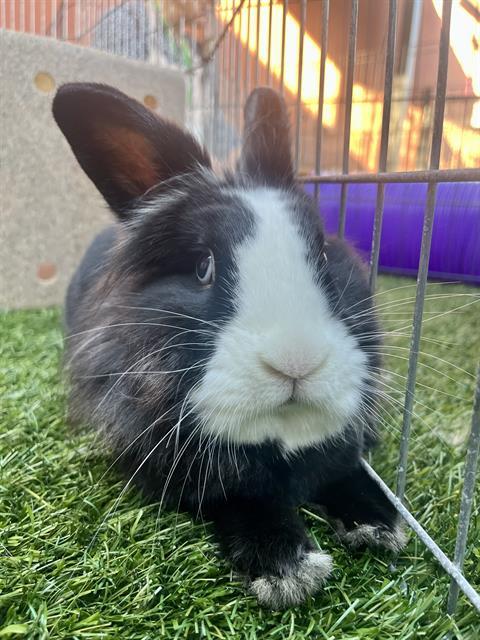 Enlarge BUDMEISTER, a Adoptable Bunny Rabbit in San Francisco, CA image 1/1