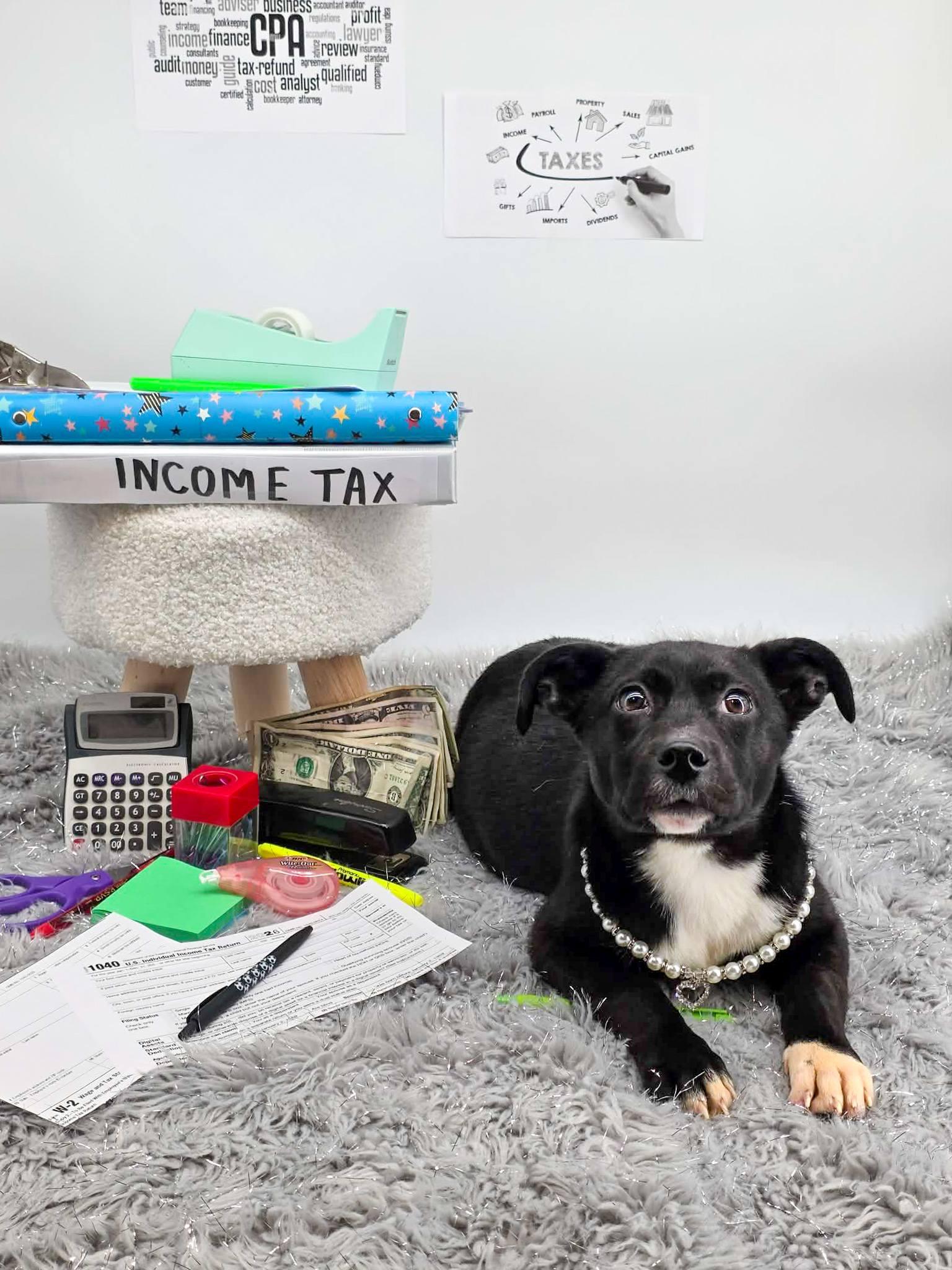 Enlarge W2, an adoptable mixed breed in Sevierville, TN image 3/3