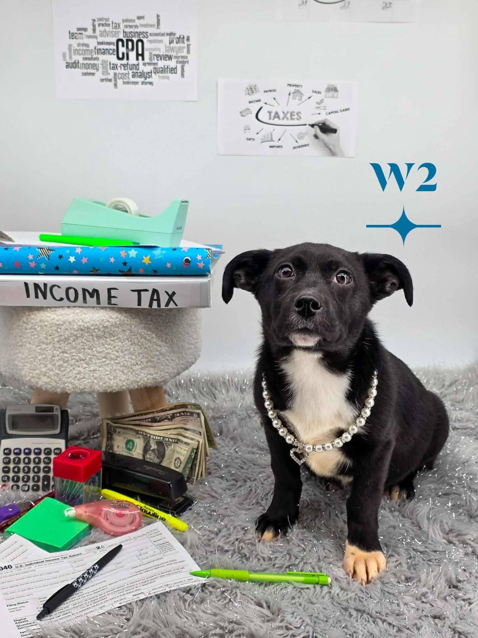 W2, adoptable, Puppy Female Hound & Labrador Retriever.