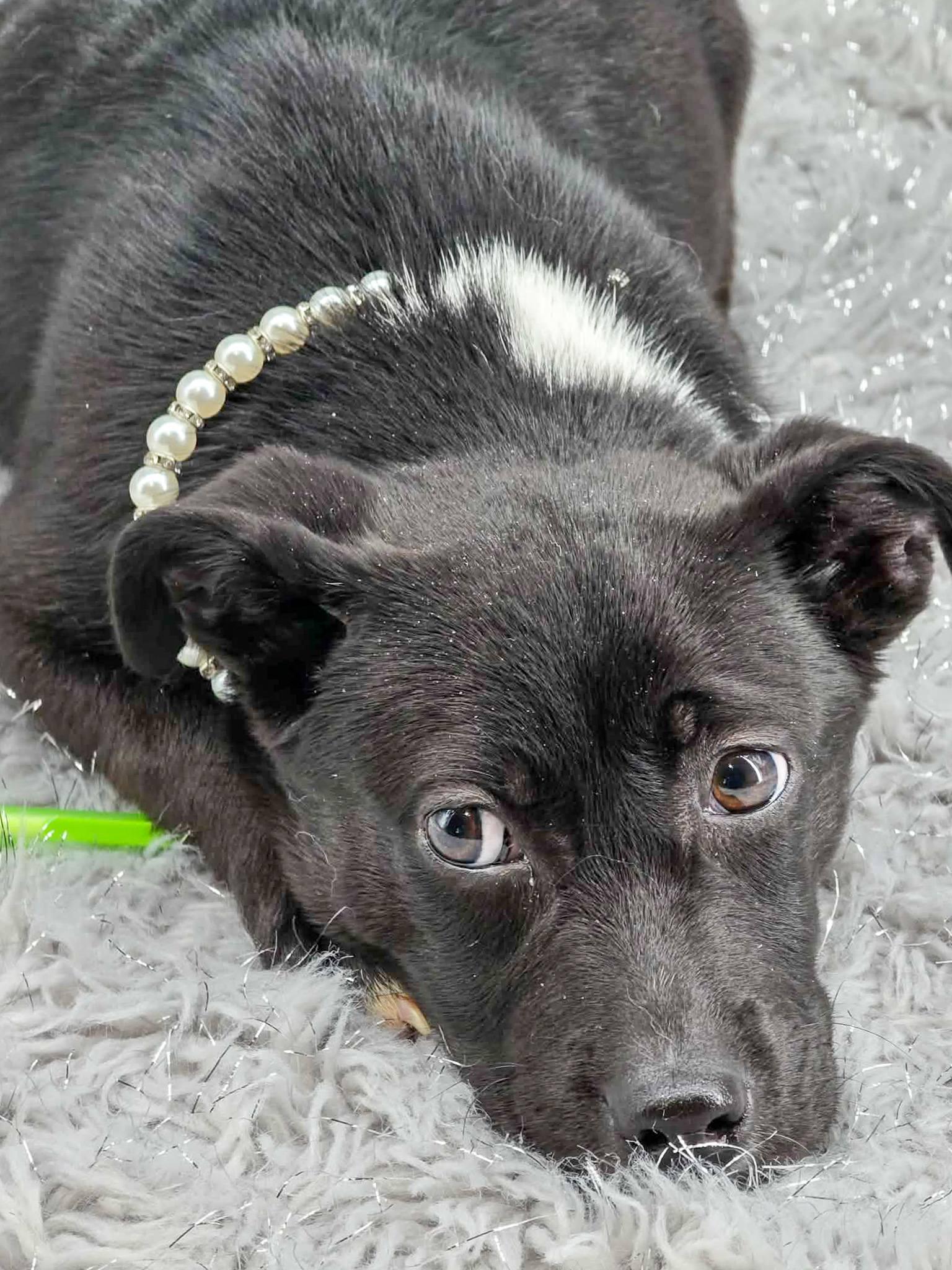 Enlarge W2, an adoptable mixed breed in Sevierville, TN image 2/3