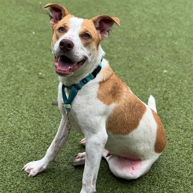 Enlarge BILLY, a Adoptable Mixed Breed in Edmond, OK image 1/1
