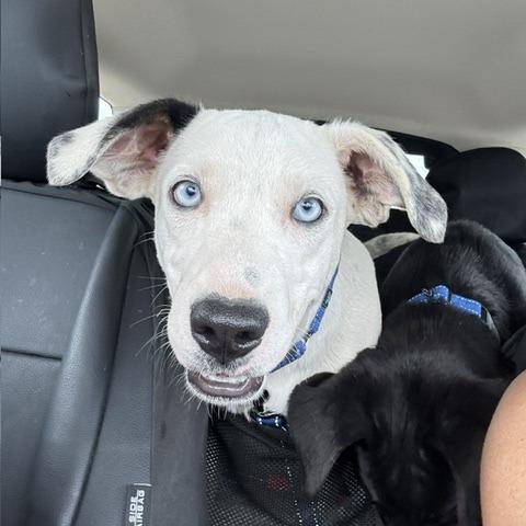 Cagney, Adoptable, Young Female Mixed Breed.