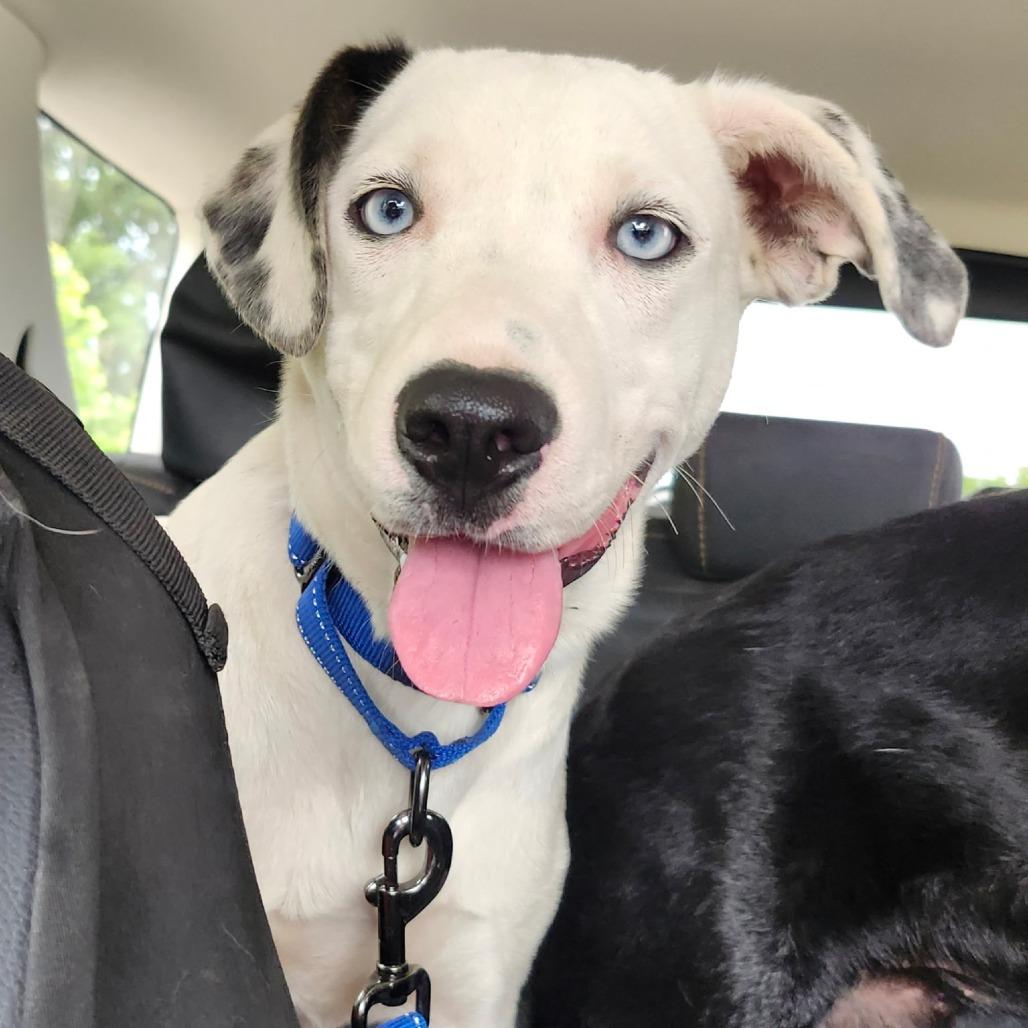 Enlarge Cagney, a Adoptable Mixed Breed in Poplar Bluff, MO image 2/6