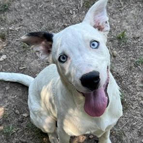 Enlarge Cagney, a Adoptable Mixed Breed in Poplar Bluff, MO image 4/6