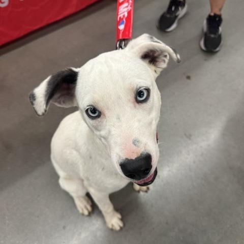 Enlarge Cagney, a Adoptable Mixed Breed in Poplar Bluff, MO image 5/6